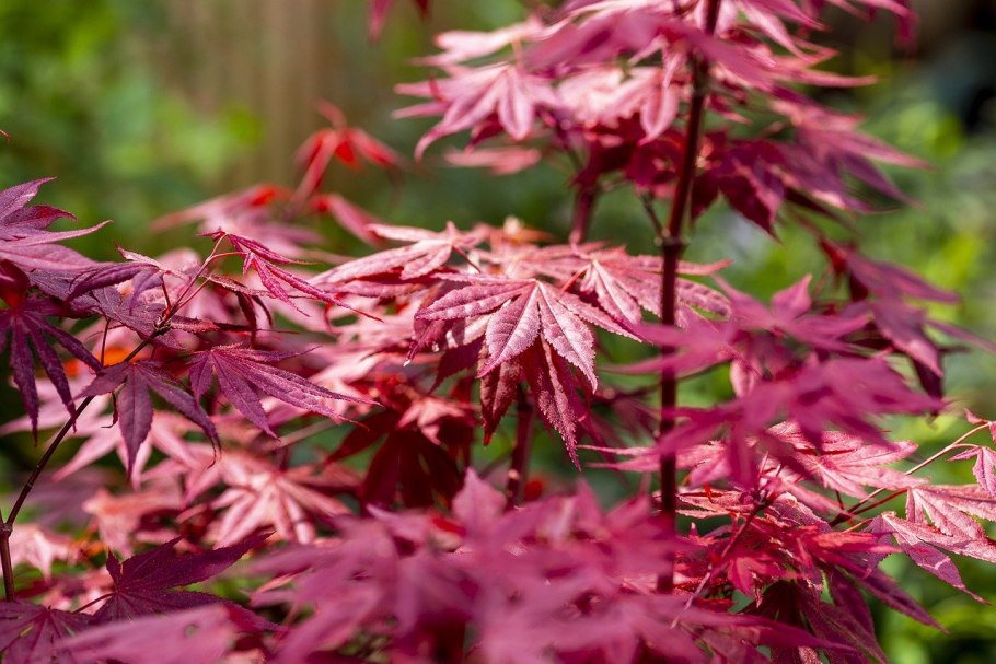Клен дланевидный Acer palmatum