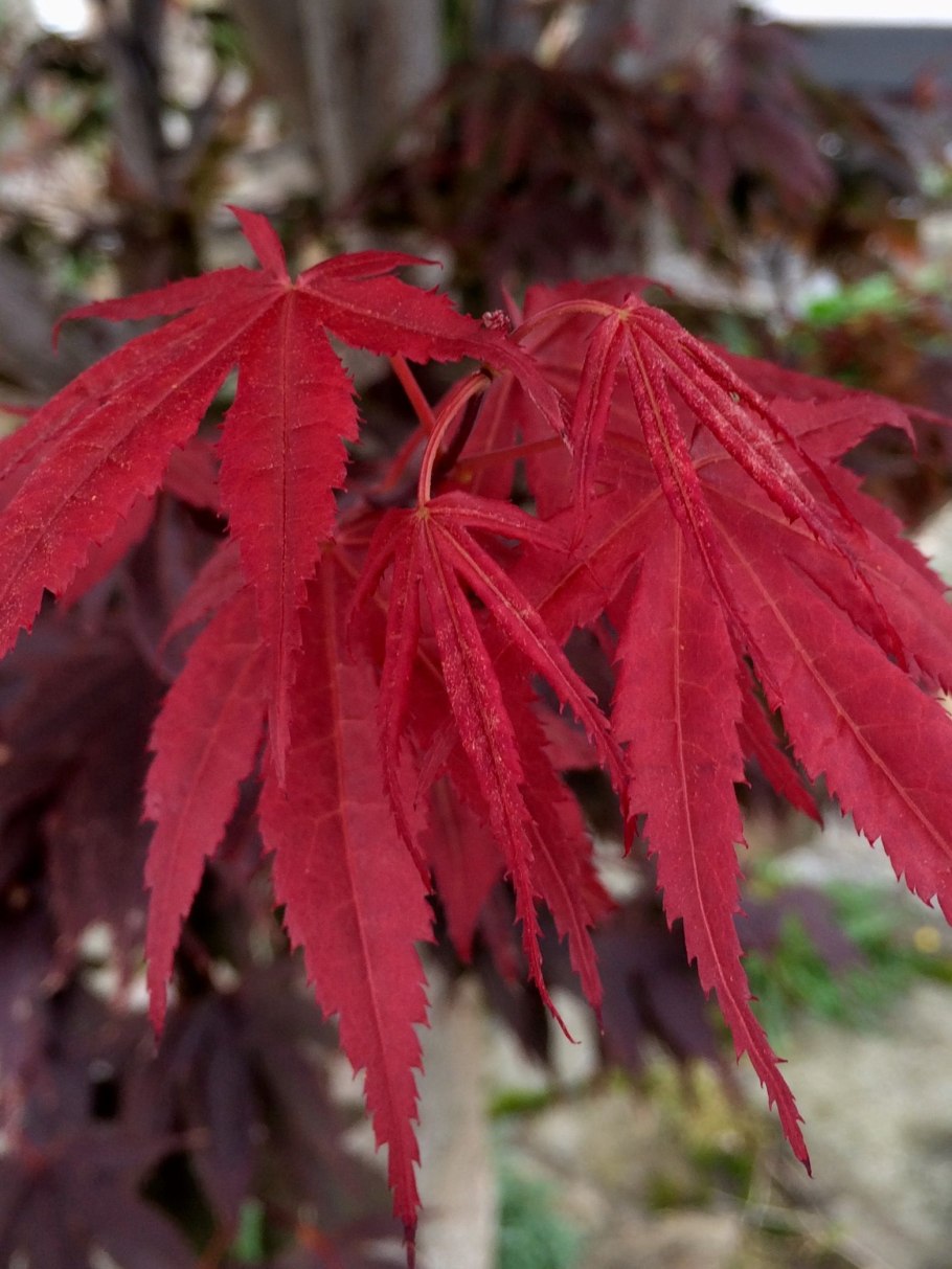 Японский остролистный клен зеленый