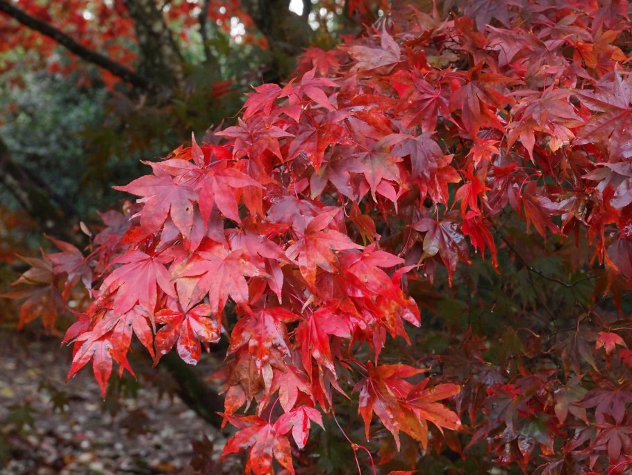 Acer palmatum Orange Dream