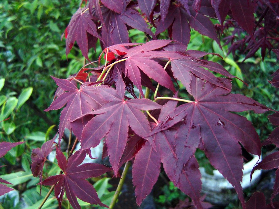 Клен acer palmatum atropurpureum