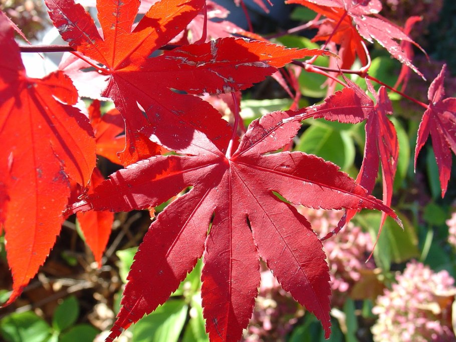 Клен крупнолистный