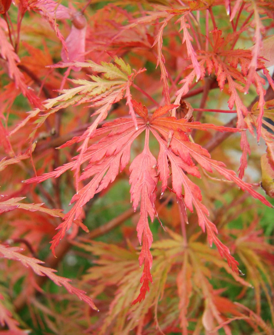 Японский клен зеленый