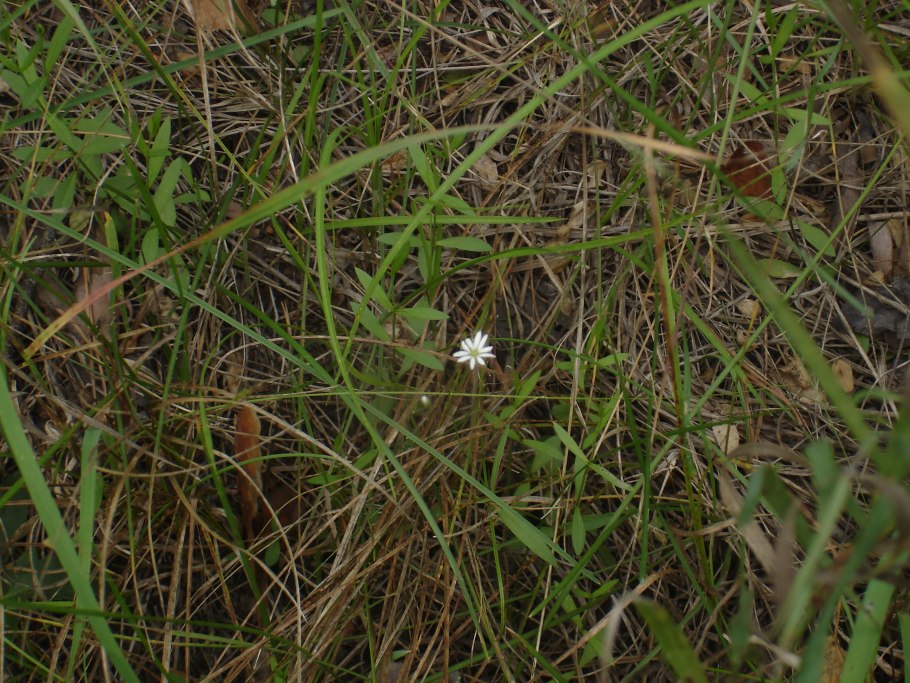 Грыжник тимьянолистная