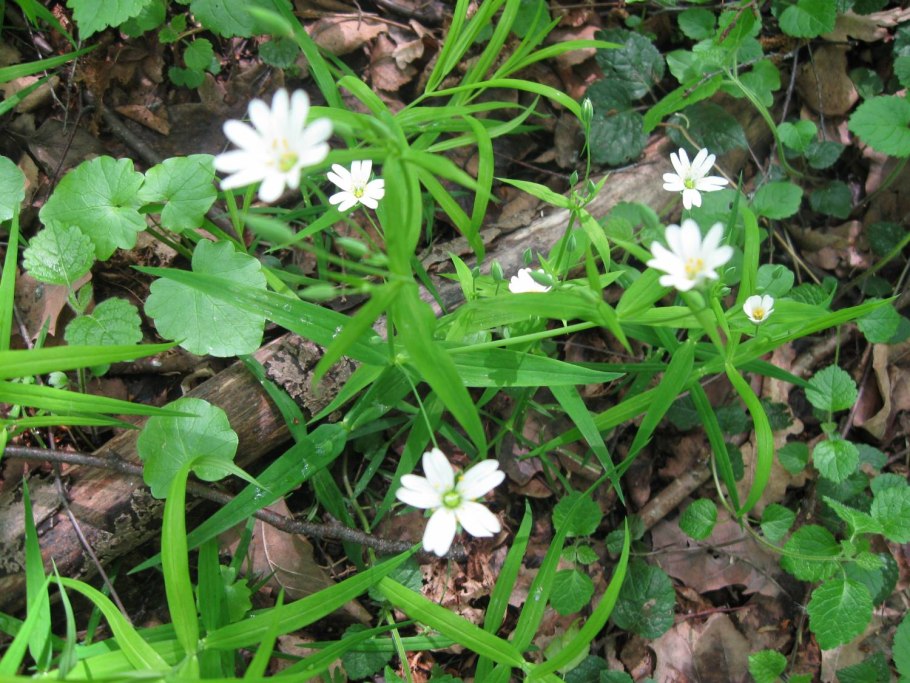 Звездчатка гигрометрическая
