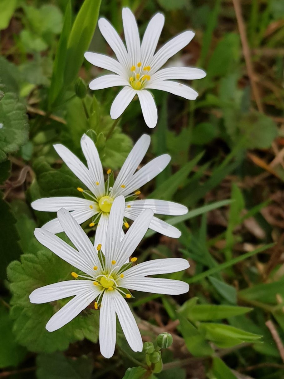 Stellaria humifusa