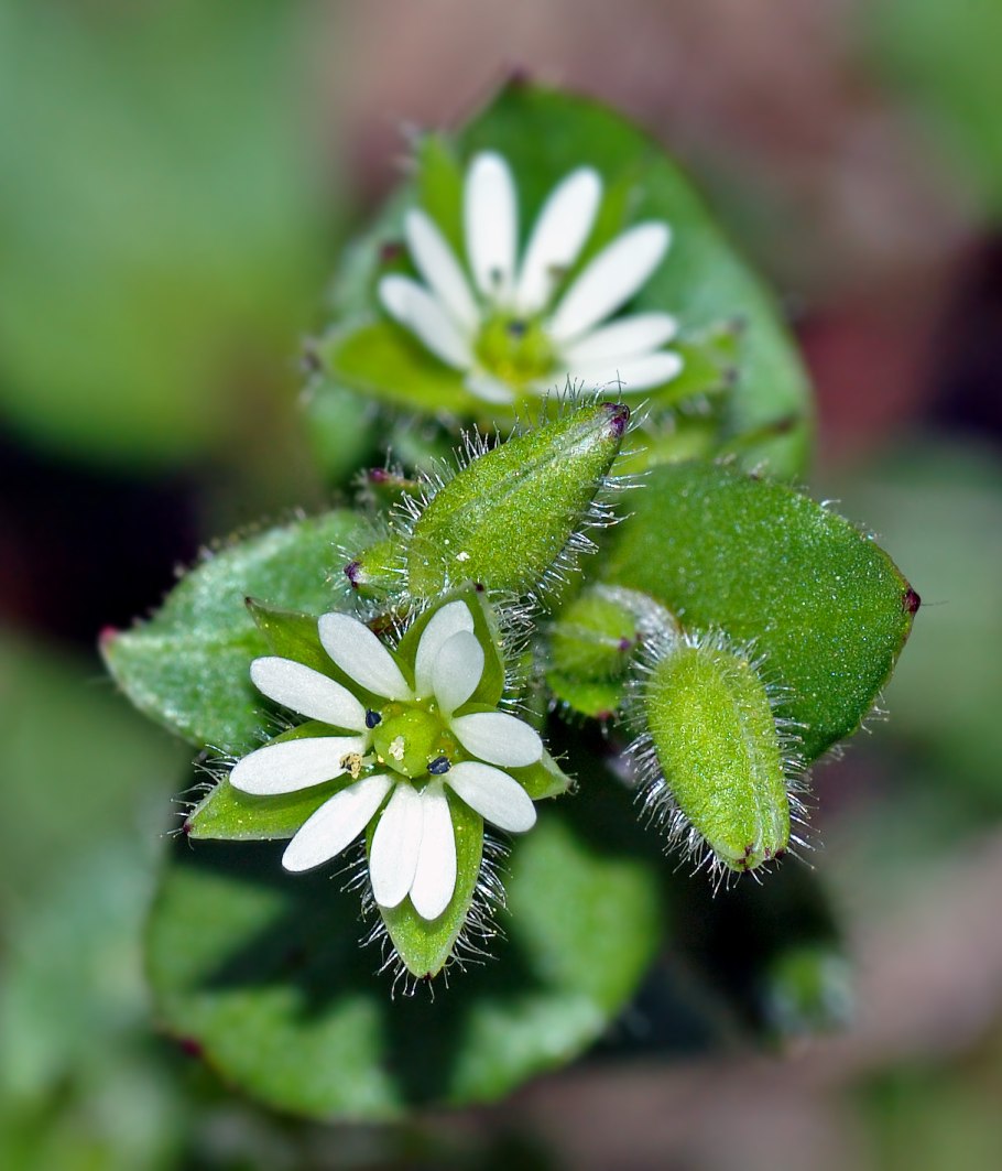Stellaria calycantha