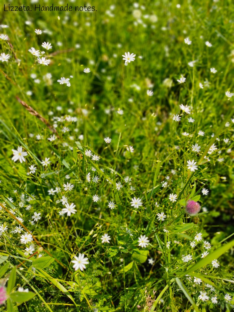 Звездчатка болотная