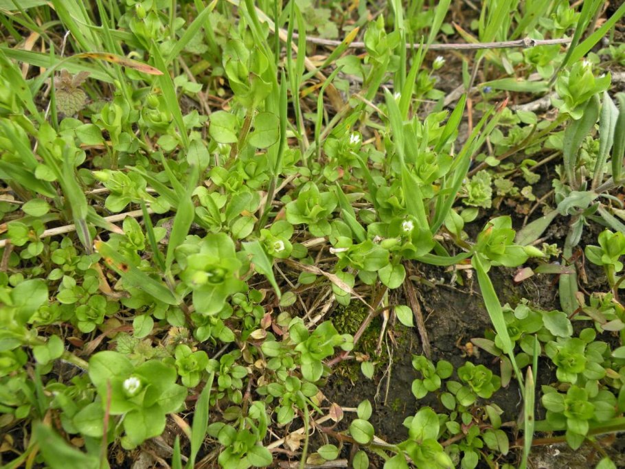 Мокрица звездчатка средняя