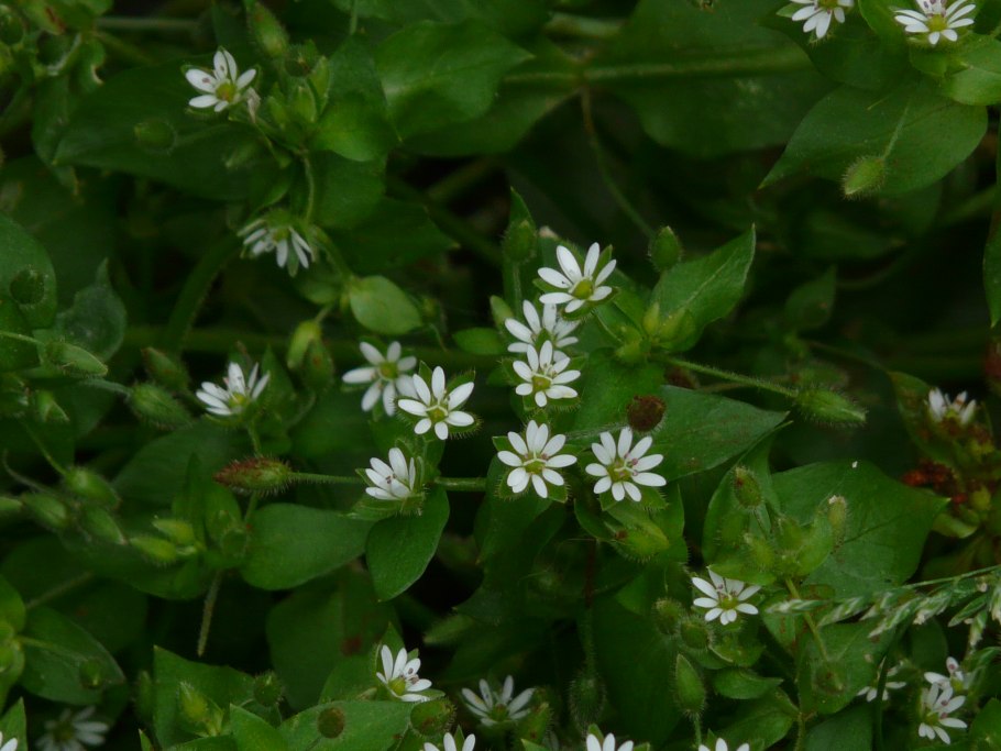 Мокрица трава вареники