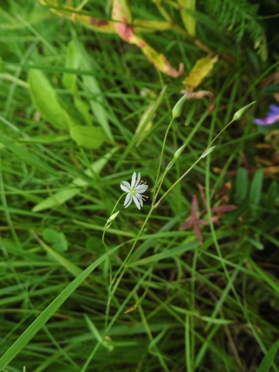Stellaria graminea