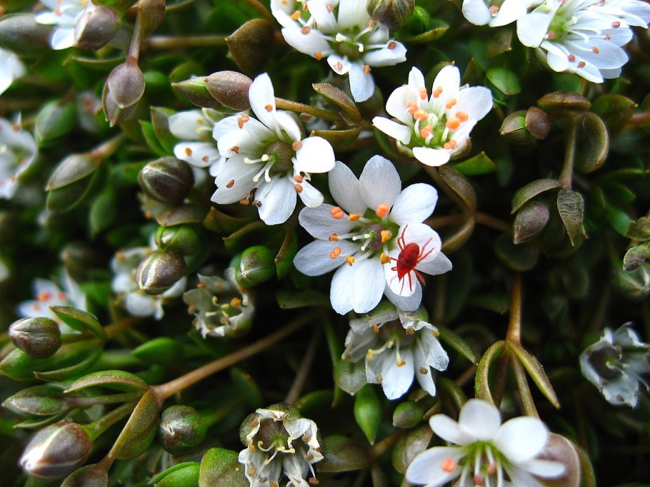 Звездчатка Болотная