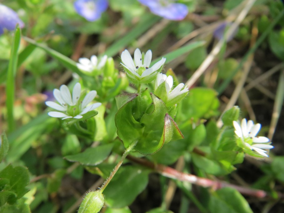Звездчатка злаковидная