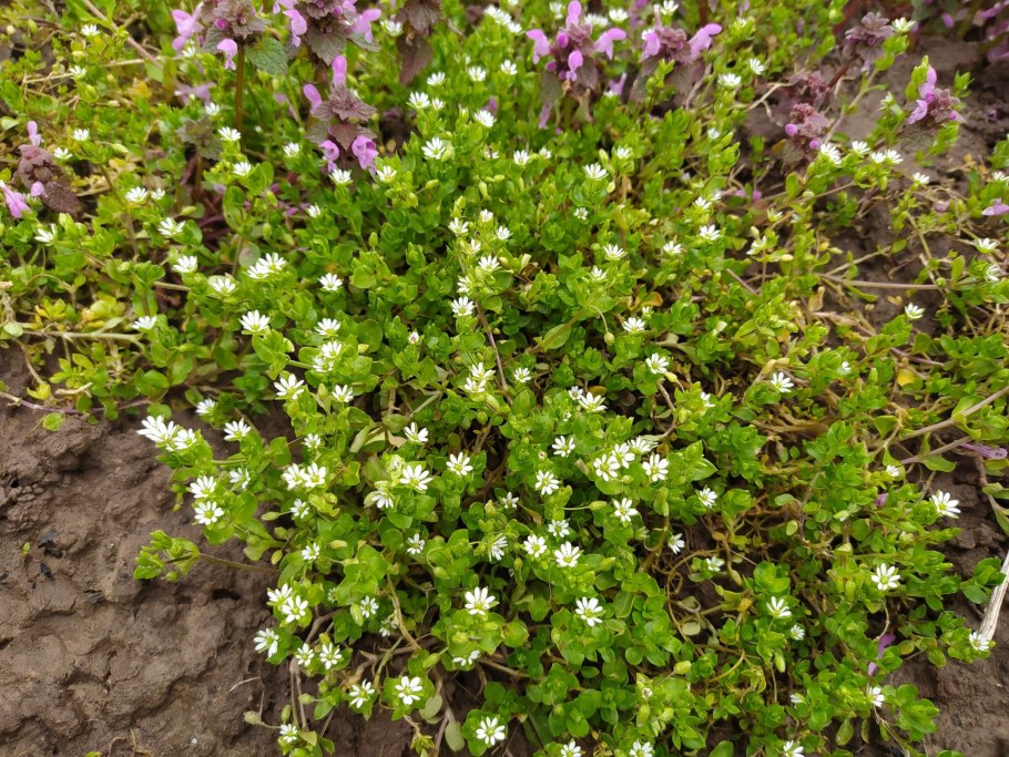 Трава мокрица