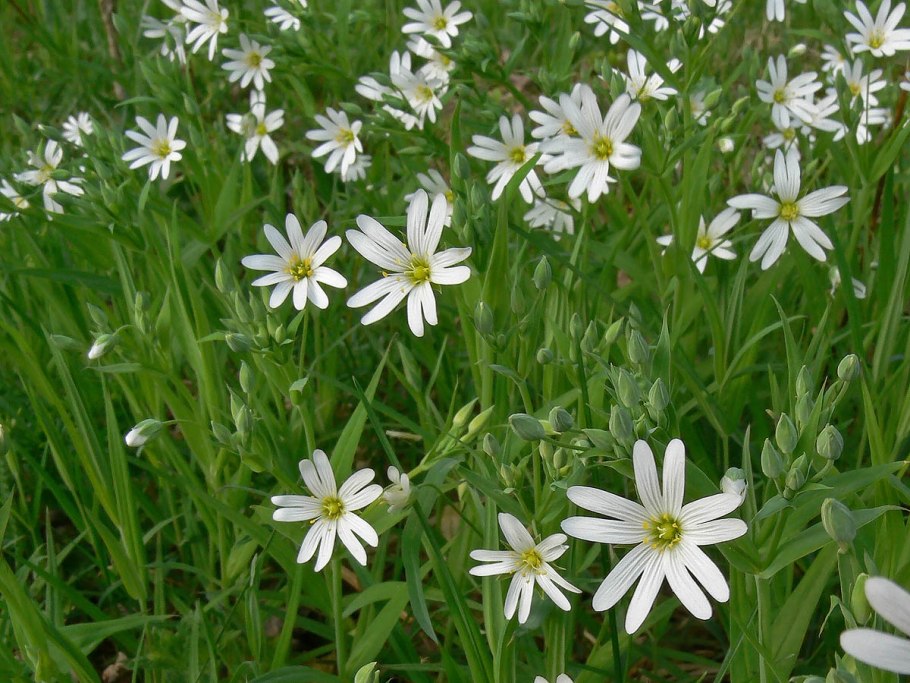 Звездчатка белый Майский Лесной цветок