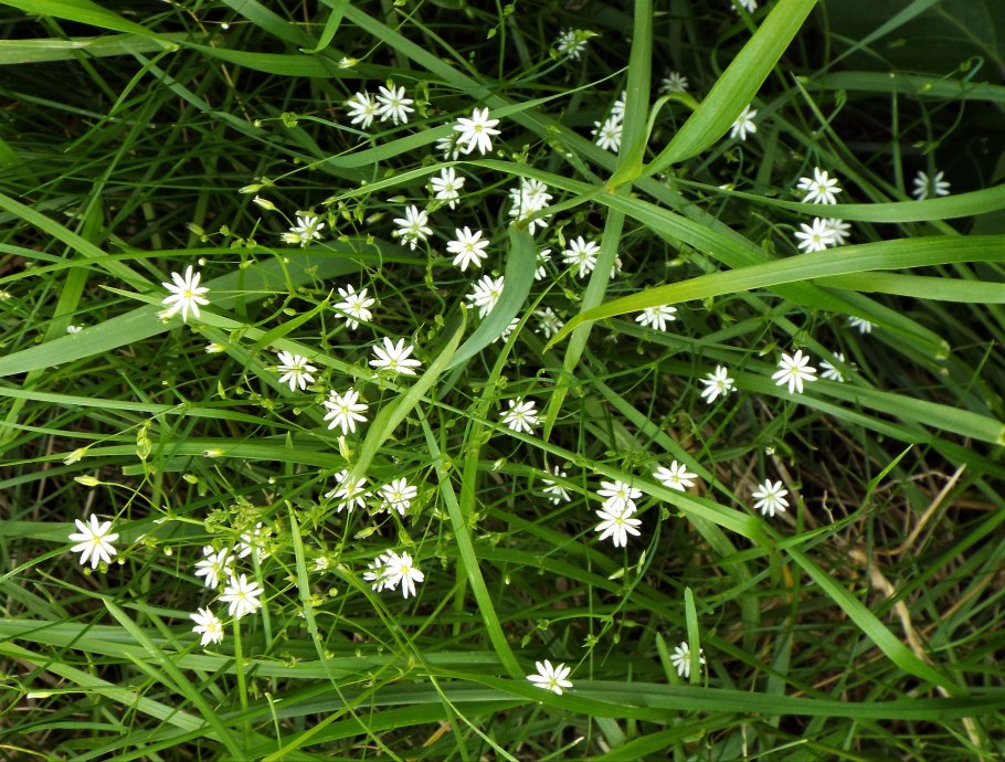 Звездчатка ланцетовидная