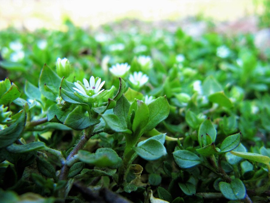 Звездчатка средняя мокрица