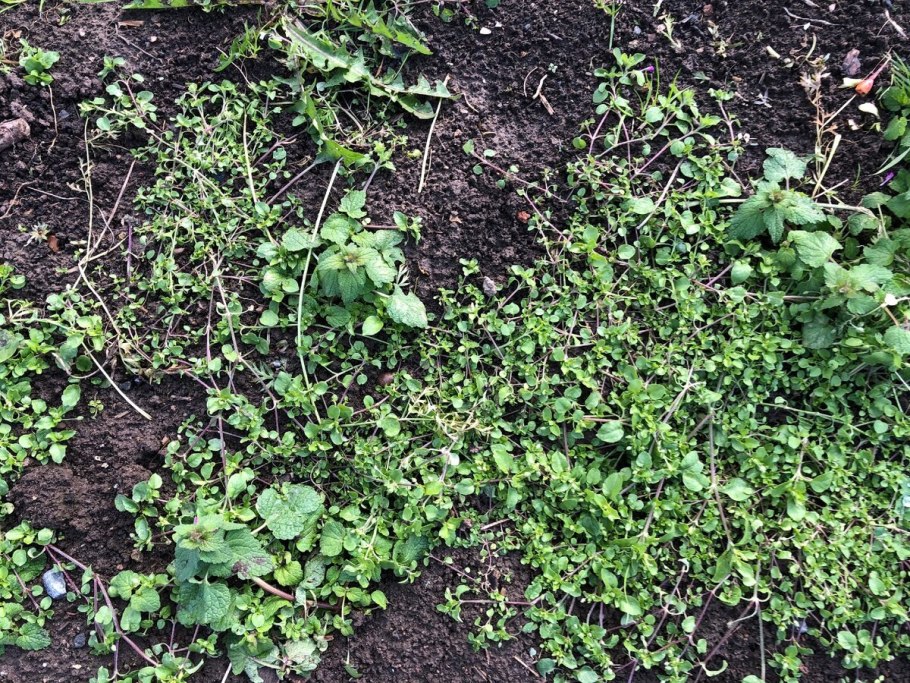 Сорняк чарли ползучий