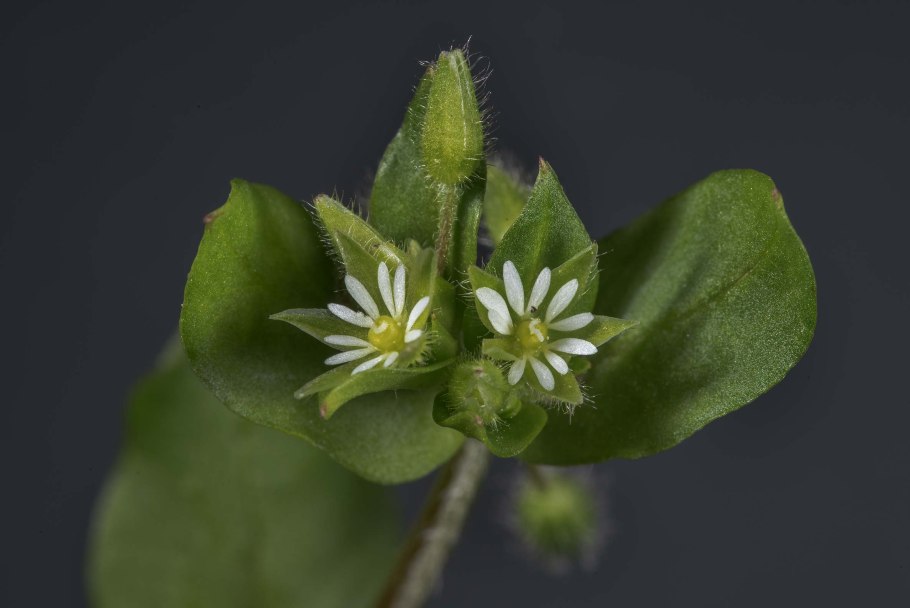 Chickweed растение садовое