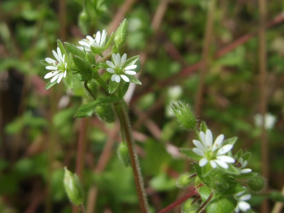 Мокрица звездчатка