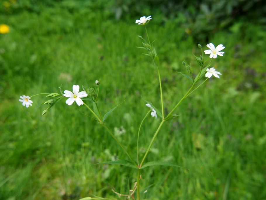 Звездчатка вильчатая