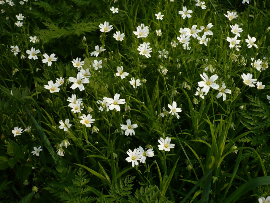 Stellaria holostea