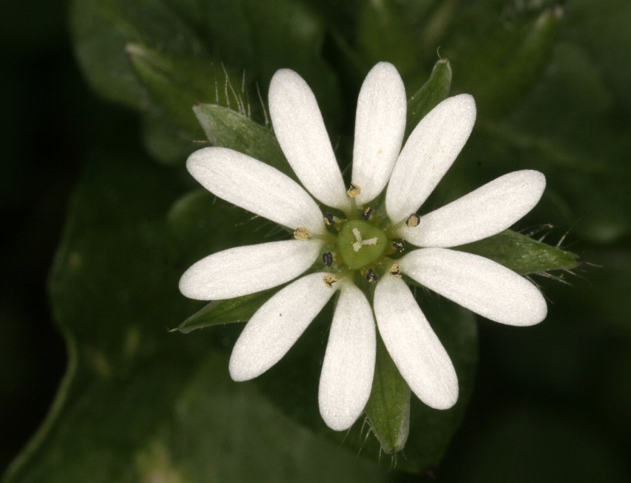 Звездчатка лучистая