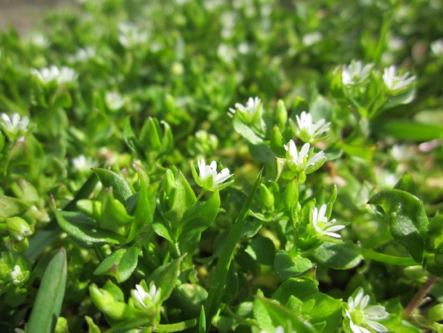 Трава мокрица