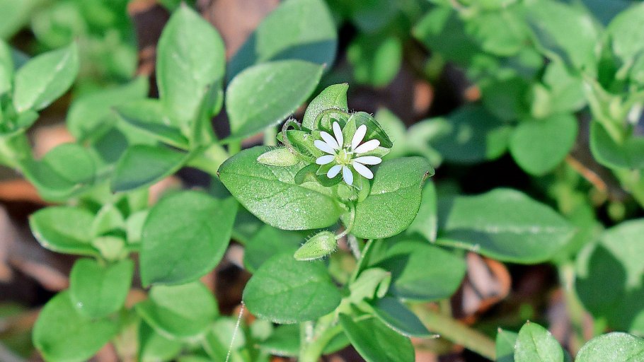 Звездчатка болотная stellária palústris