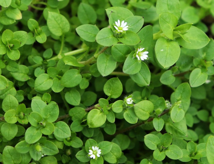 Звездчатка толстолистная