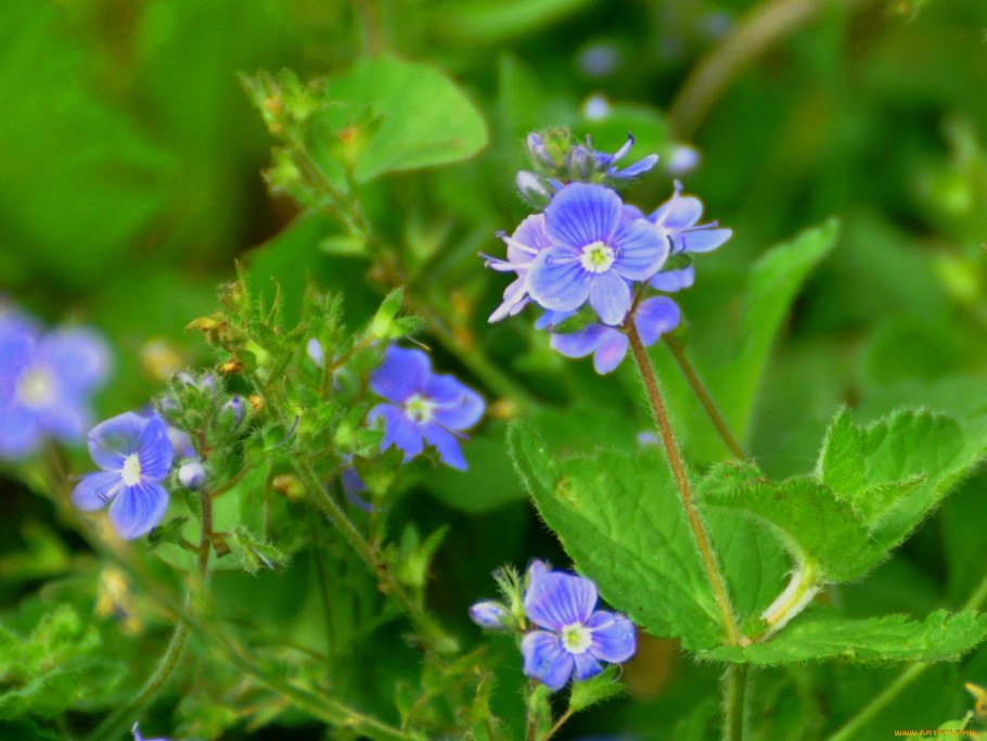 Вероника Дубравная