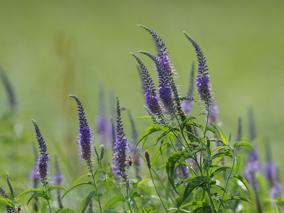 Veronica arvensis всходы