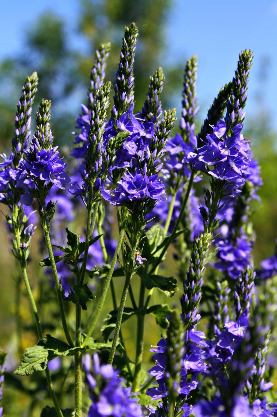 Вероника Дубравная Полевая