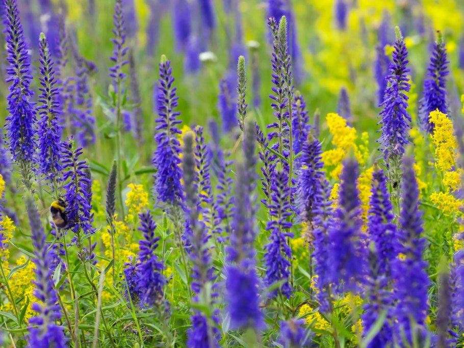 Вероника длиннолистная Полевая