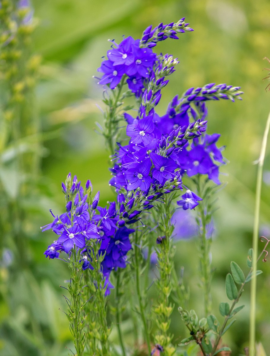 Многолистник луговой