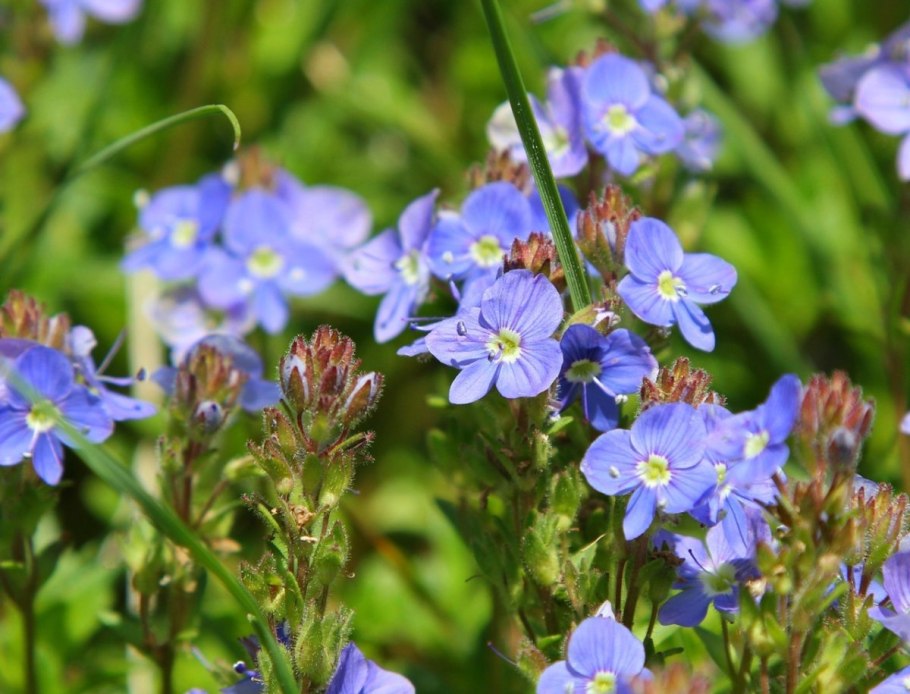 Полевой цветок Вероника