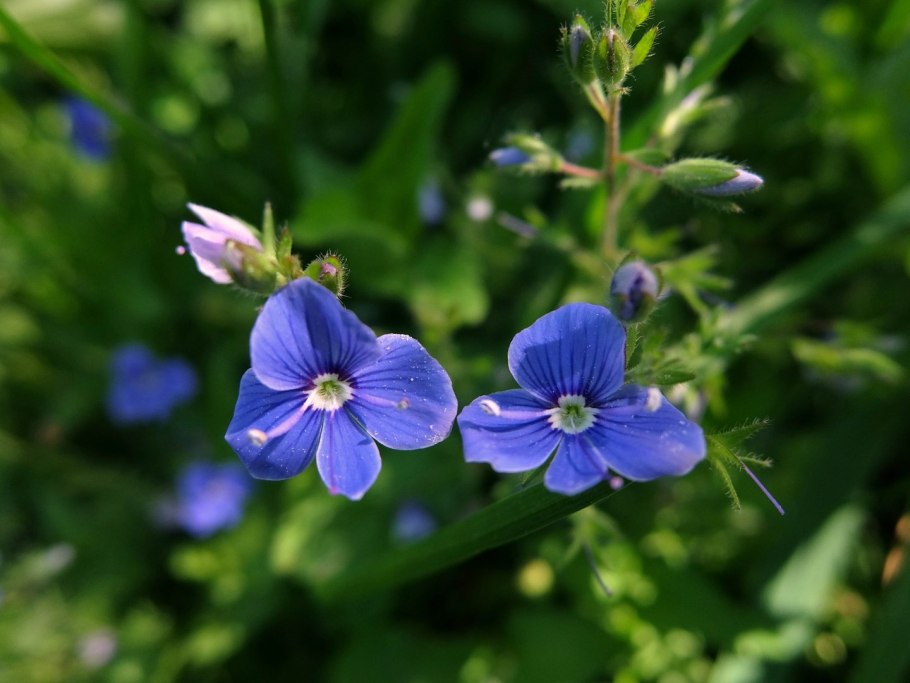 Вероника дубравная растение
