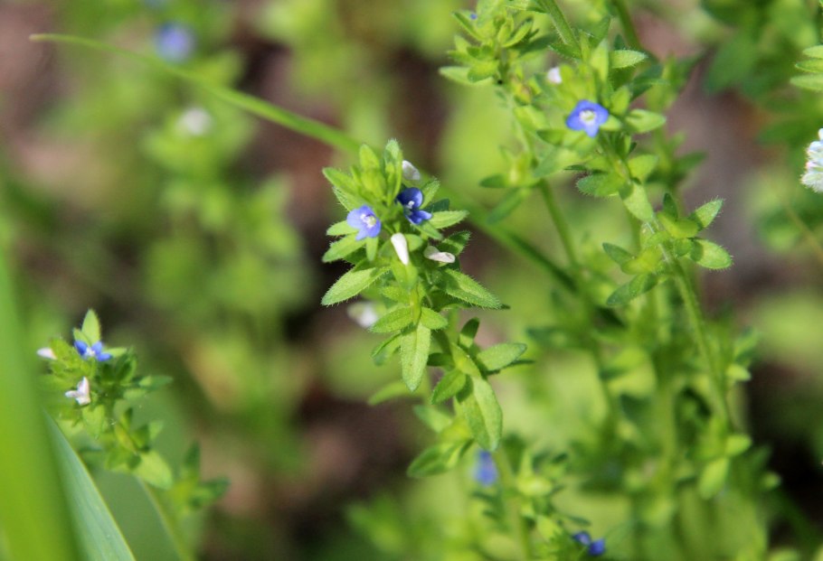 Veronica arvensis