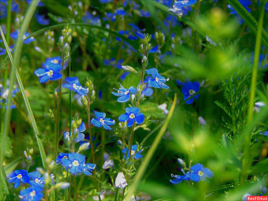 Вероника Полевая растение