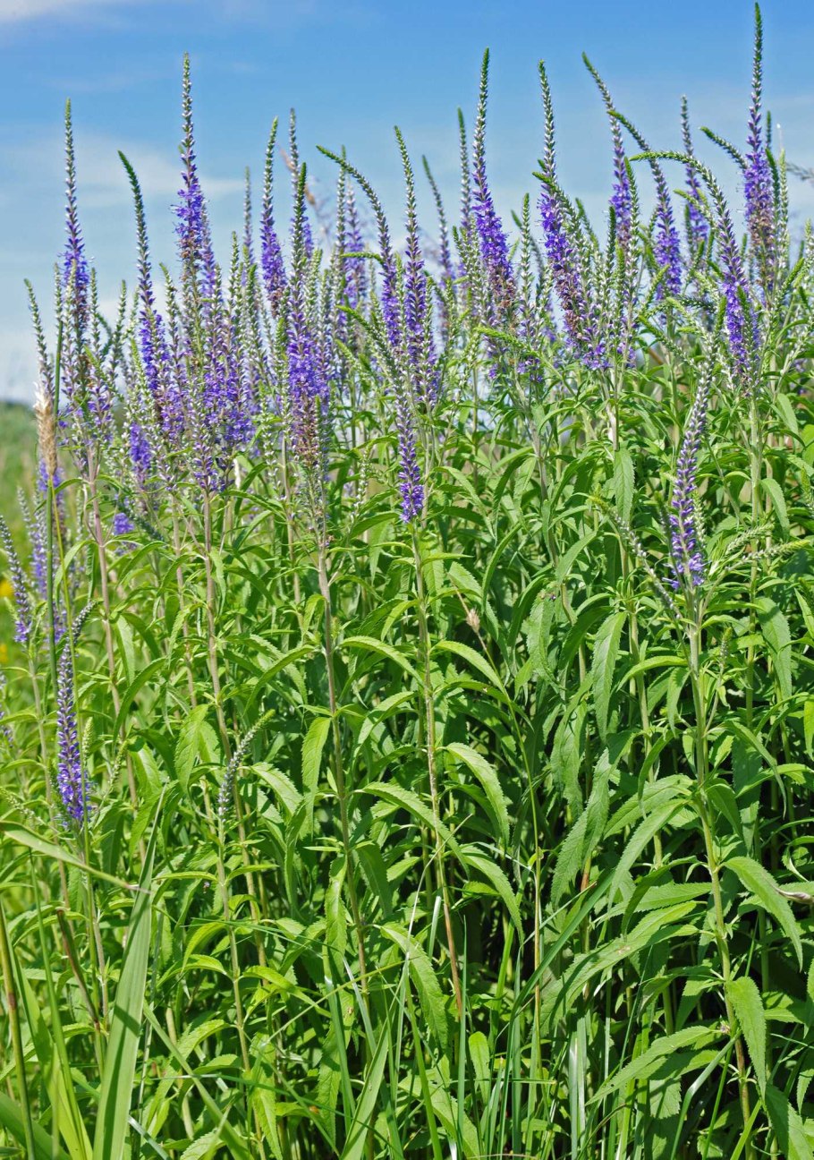 Полевые цветы Вероника Дубравная