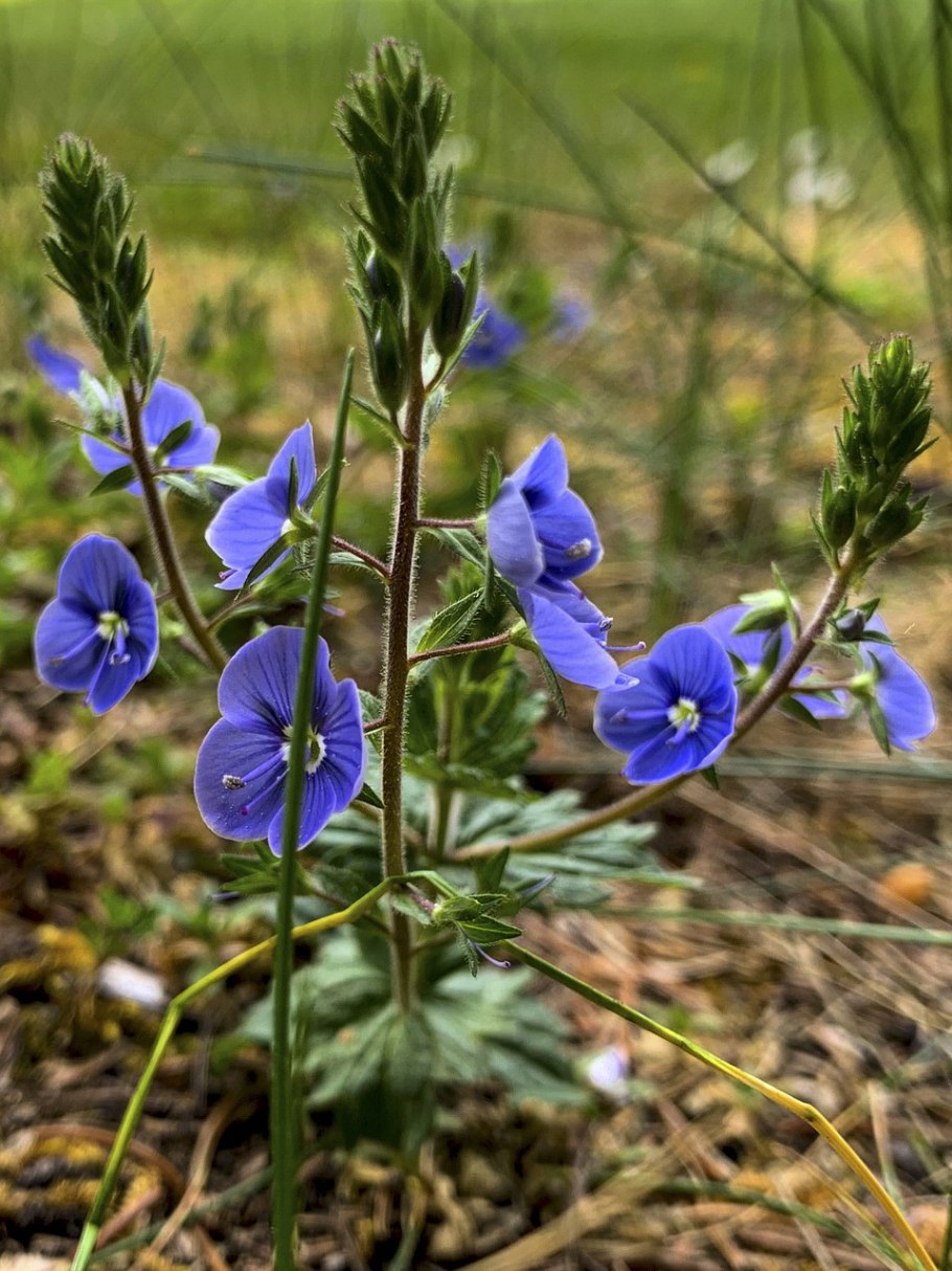 Вероника широколистная