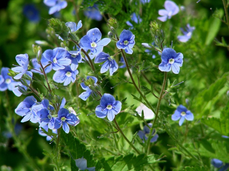 Вероника Дубравная луговые цветы