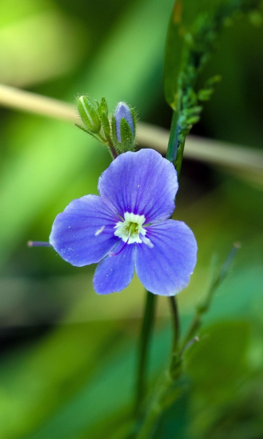 Вероника лекарственная