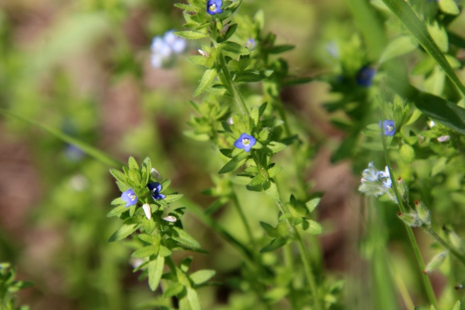 Вероника Полевая растение