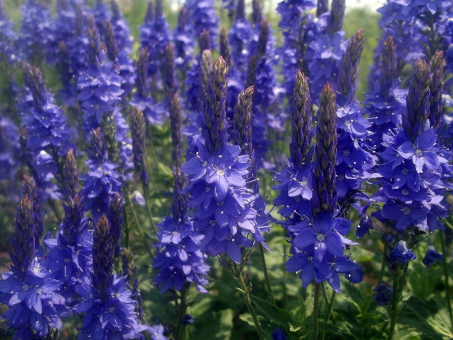 Вероника Teucrium