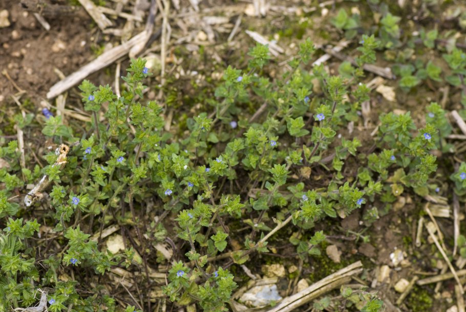 Veronica hederifolia