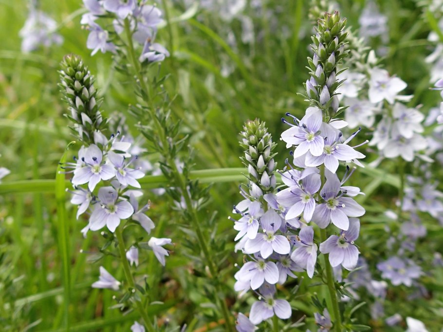 Veronica arvensis