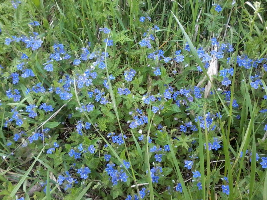Вероника дубравная veronica chamaedrys