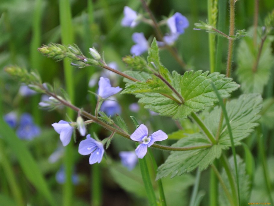 Вероника дубравная veronica chamaedrys