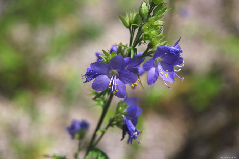 Polemonium caeruleum