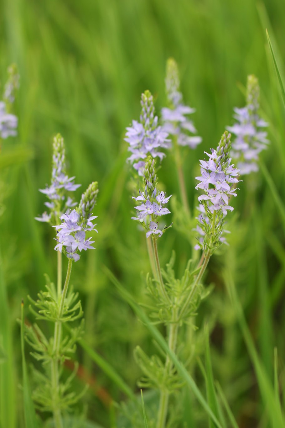 Вероника простертая альба